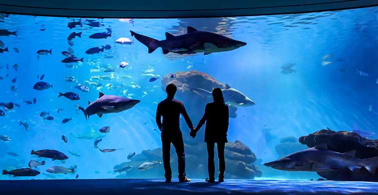 Palma Aquarium Playa de Palma